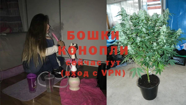 стаф Аркадак